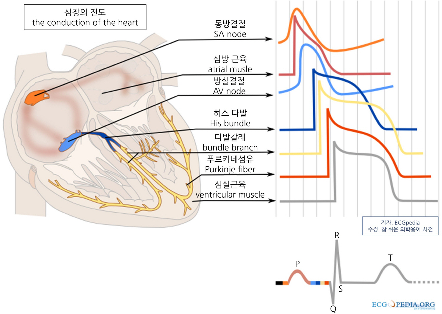 심장 전도 체계