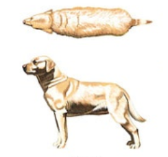 강아지-비만도-측정-방법-BCS