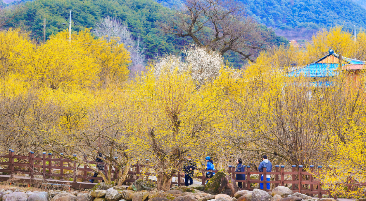 구례 산수유꽃 축제