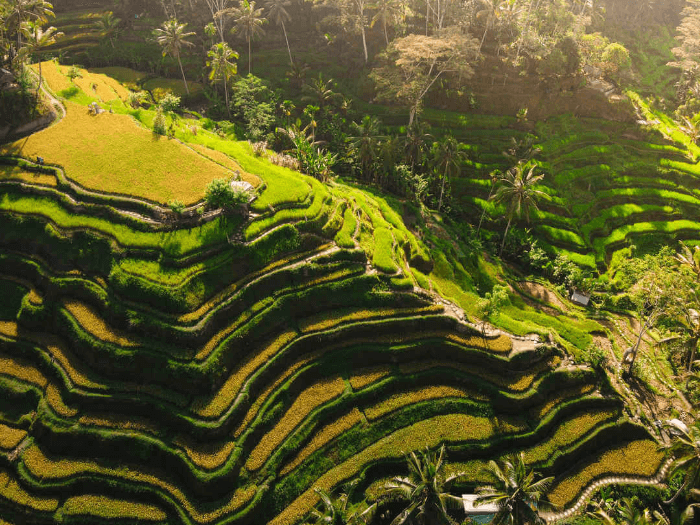 테갈랑 논밭 Tegallalang Rice Terraces (source: www.tripoto.com/)