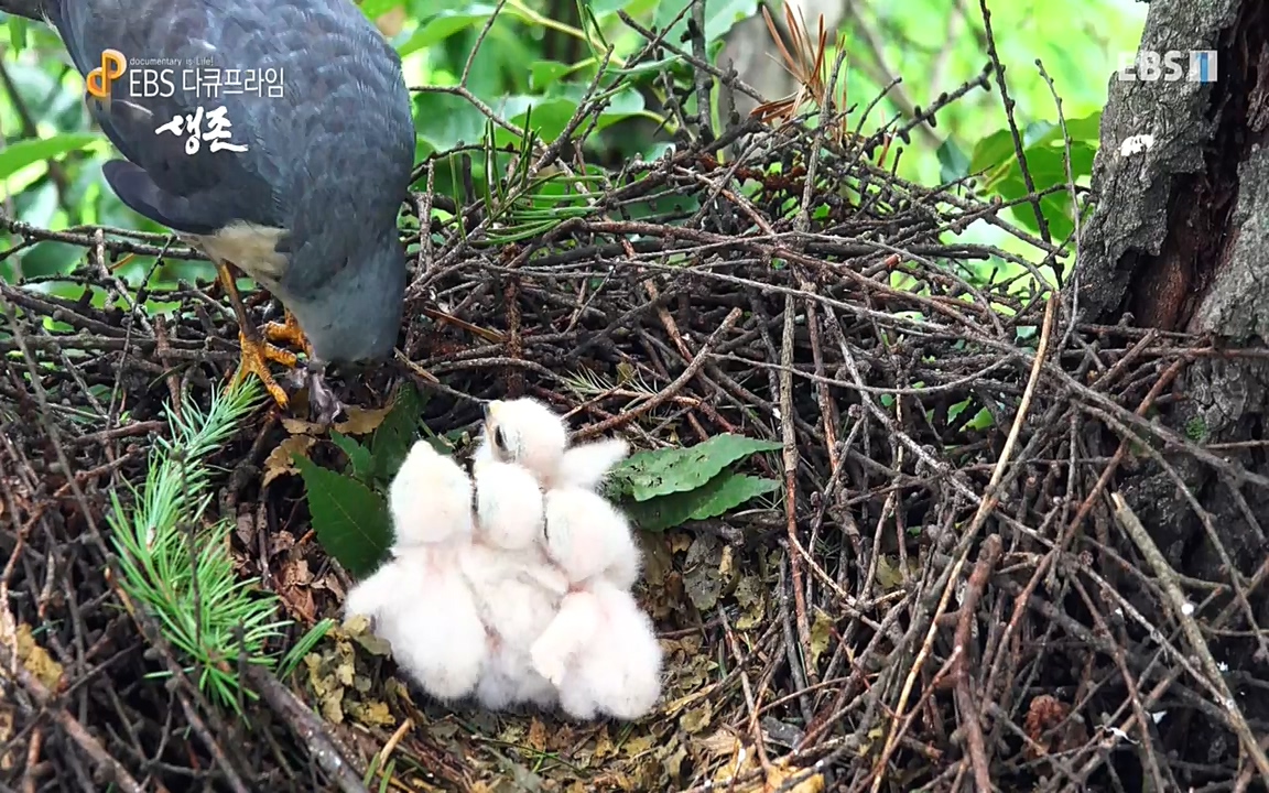 생존 3부_ EBS 다큐프라임_ 220629.avi_20220701_210014.967.jpg