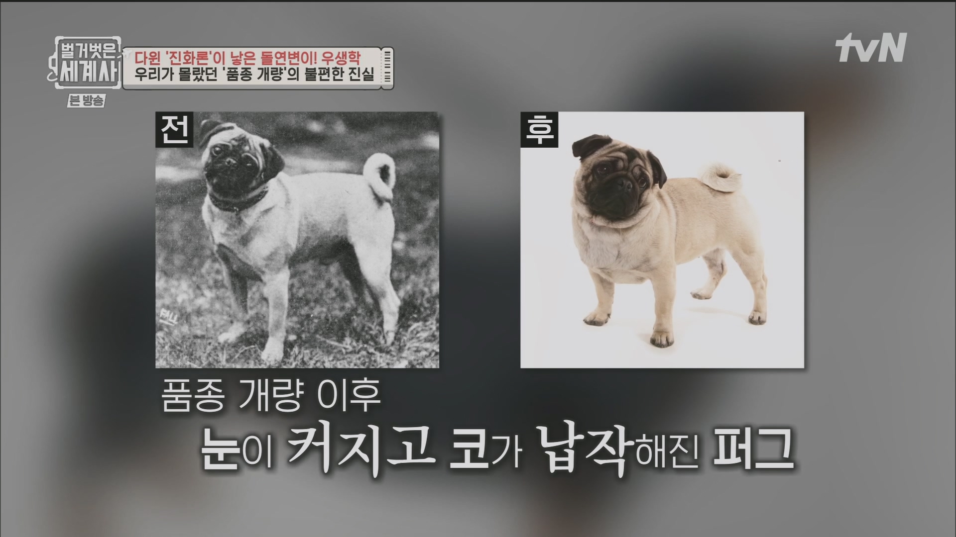 벌거벗은 세계사.E97.230502p.H264-F1RST.mp4_20231224_171029.107.jpg