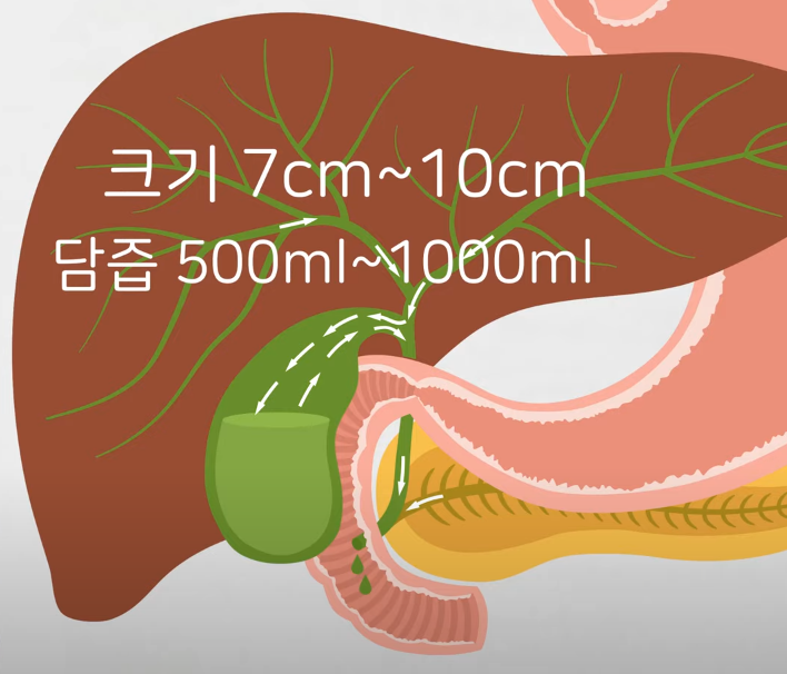  담낭염이 생기는 이유와 증상 그리고 해결방법
