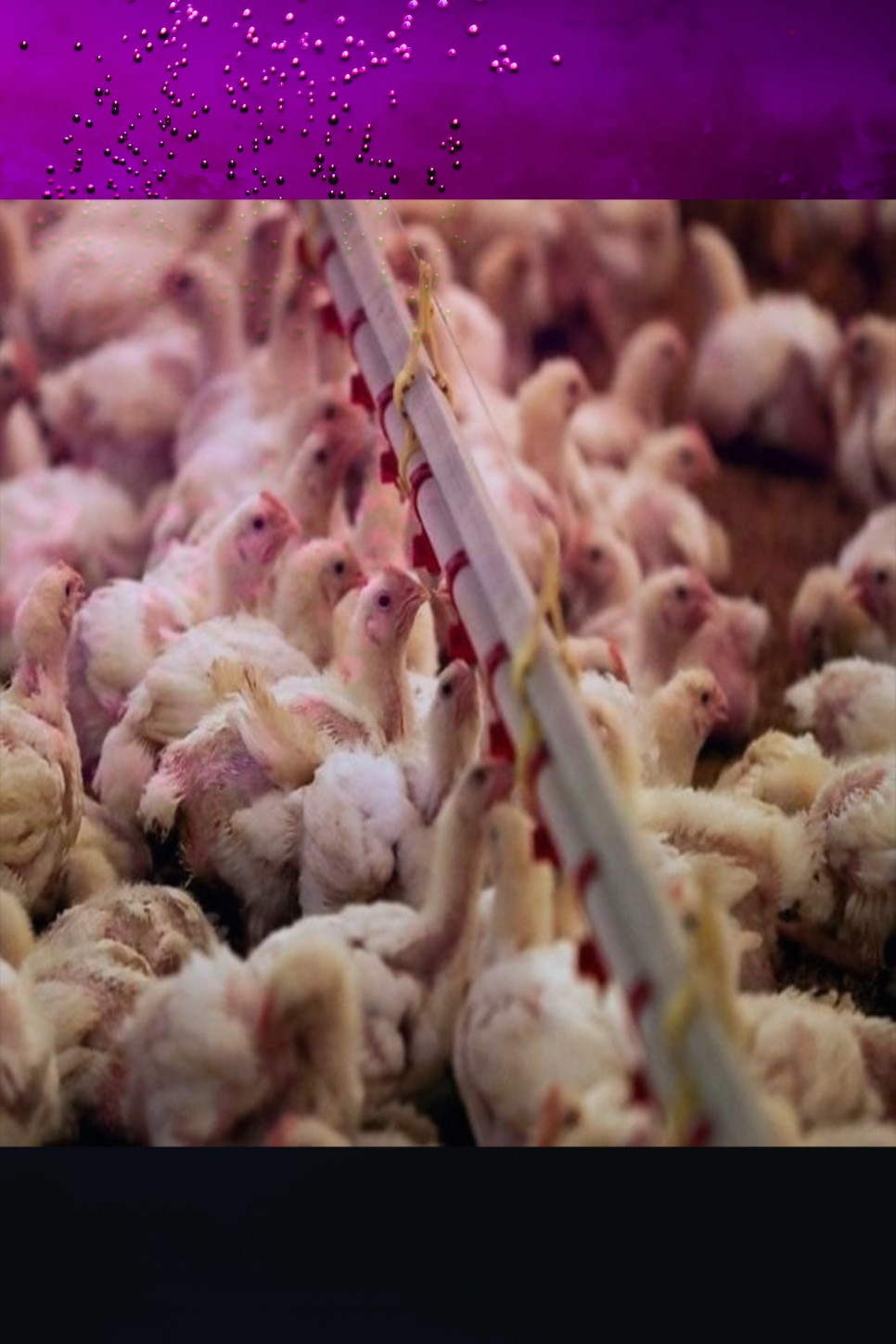 asf 발생 닭고기 육계 관련주 ASF발생 및 삼겹살 가격 급등에 7