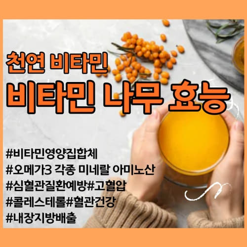  천연비타민 비타민 나무!! 비타민E가 풍부한 비타민 나무 잎 열매 가루 효능 부작용없이 먹는법 섭취 시 주의사항/산자나무 씨벅톤 sea buckthorn