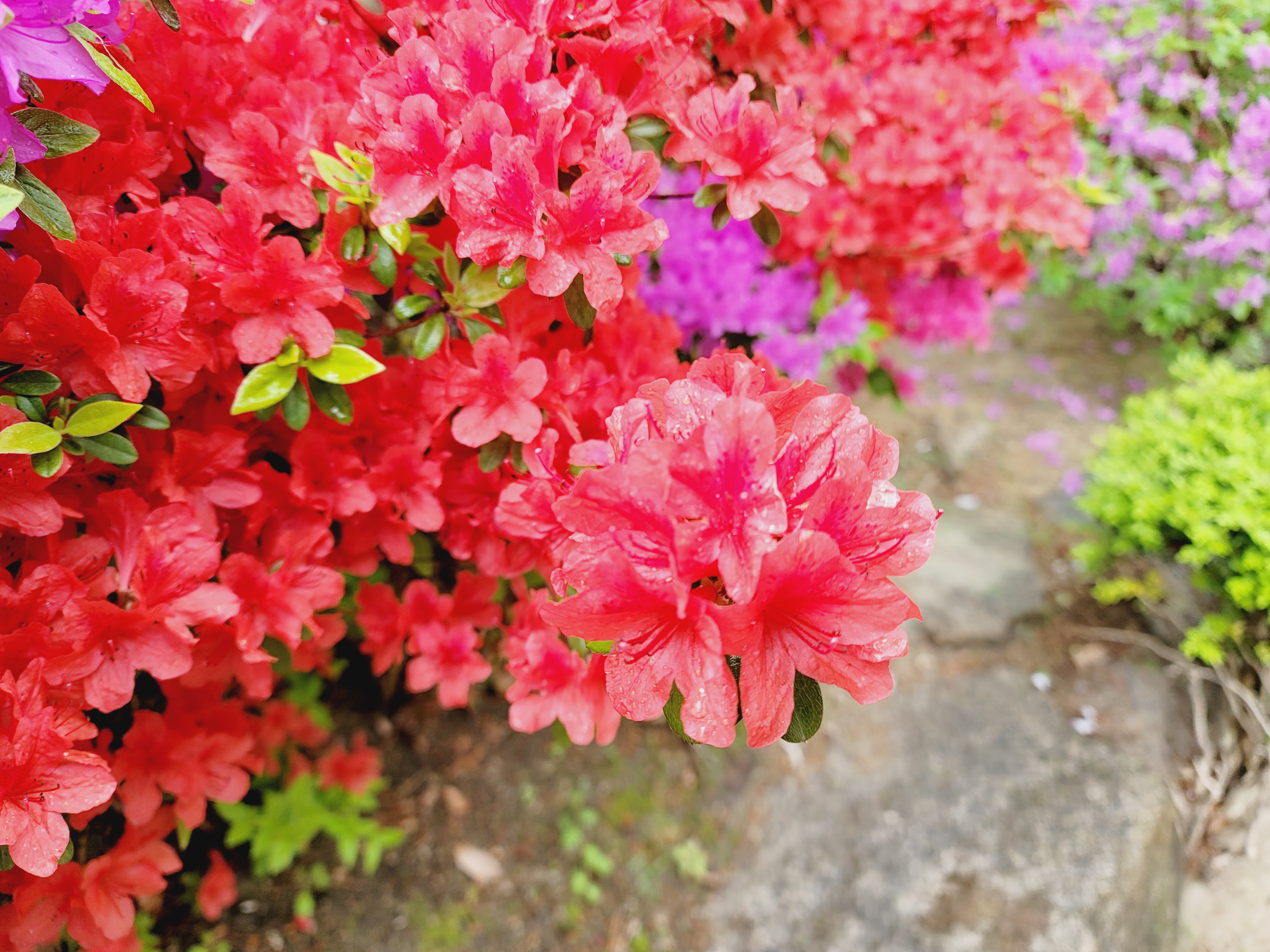 산철쭉 화단접대 30