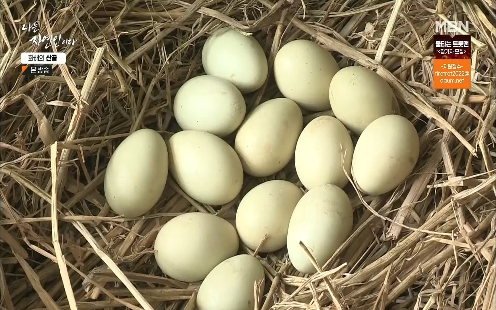 나는 자연인이다.E515.220817p.H264-F1RST.mp4_20220818_201912.937.jpg