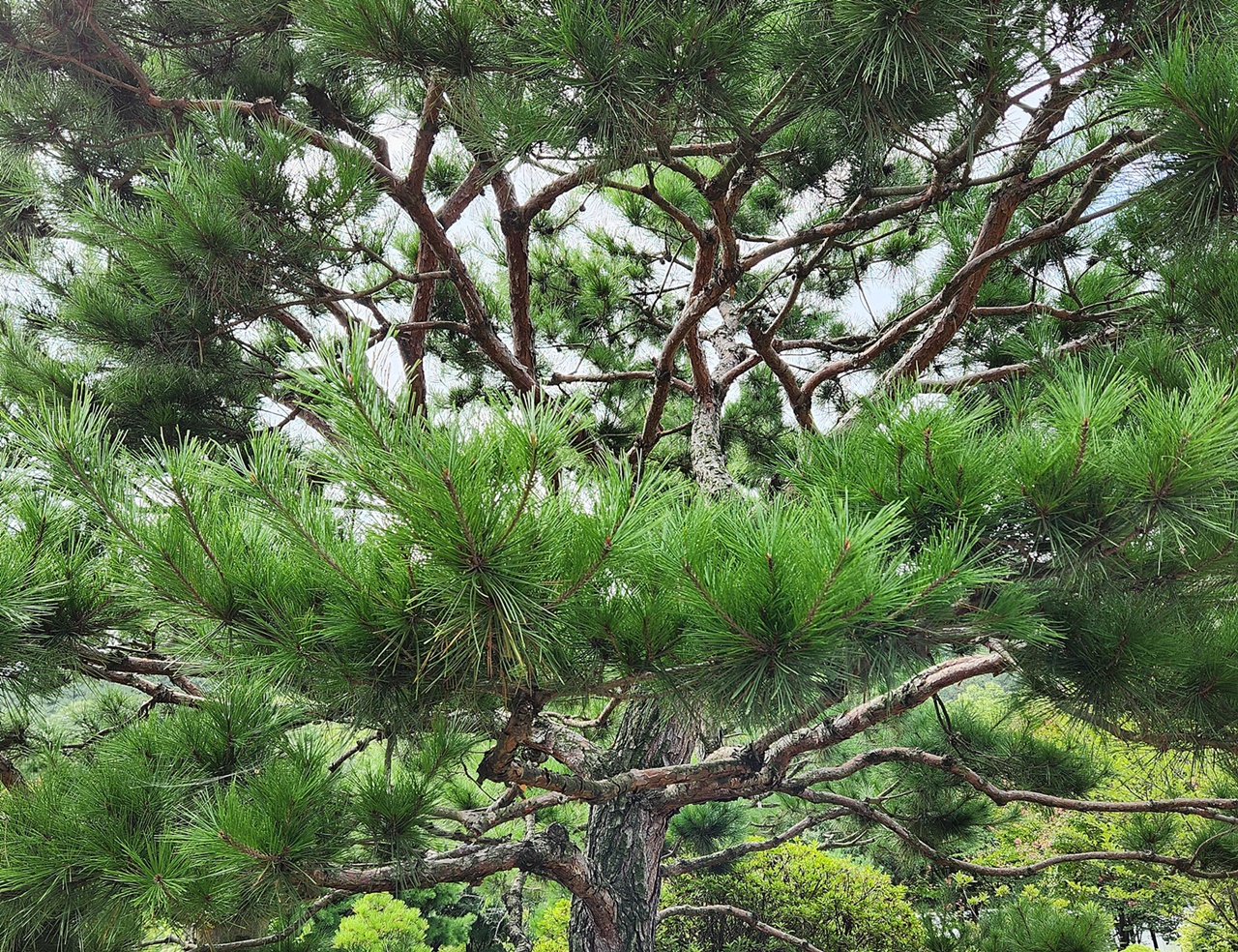 곰솔(해송)