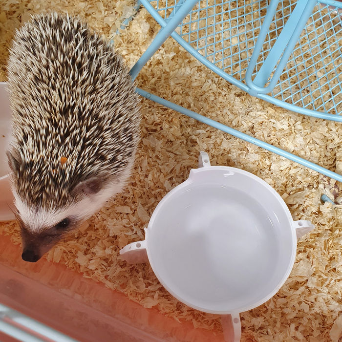 '키우다' 이마트 '반려동물 코너 고슴도치 vs 기니피그' 3