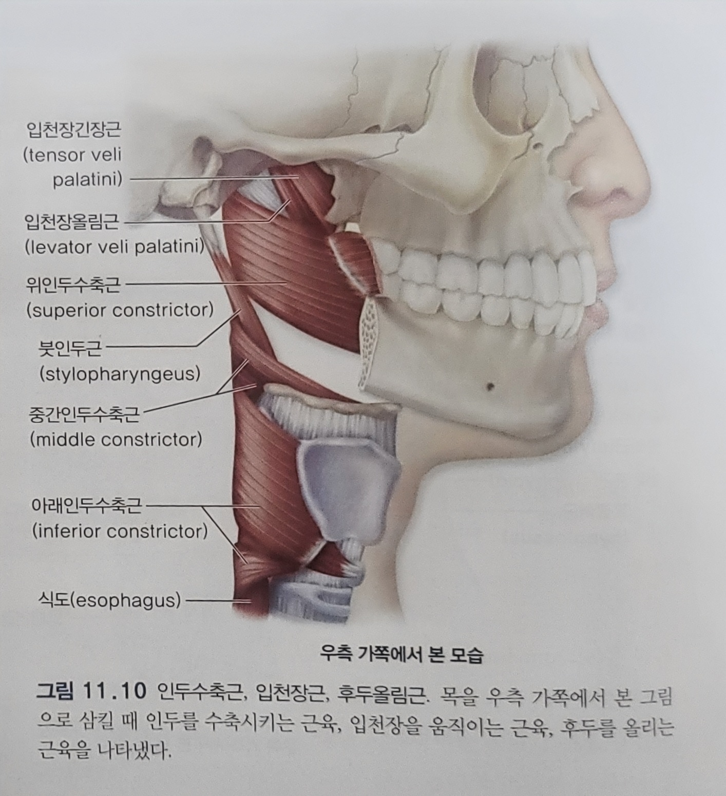 우측 가쪽에서 본 인두근들입니다.