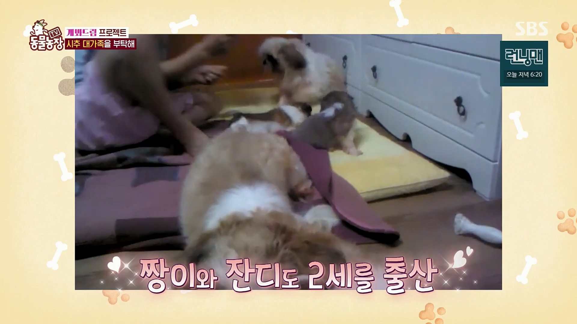 TV 동물농장.E1102.230101p.H264-F1RST.mp4_20230101_182844.260.jpg