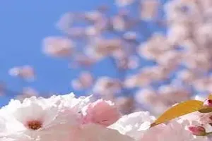 벚꽃