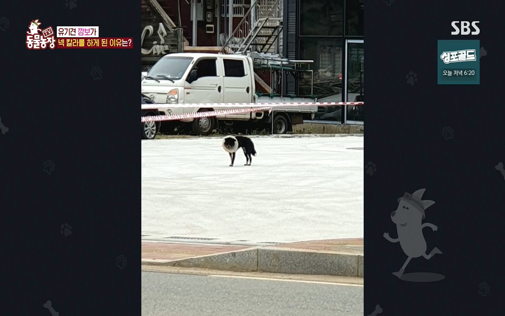TV 동물농장.E1089.221002p.H264-F1RST.mp4_20221002_181932.170.jpg