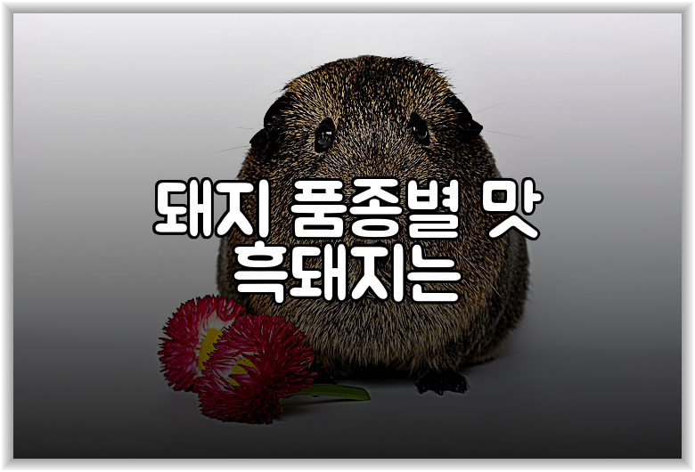 돼지 품종별 맛 흑돼지는