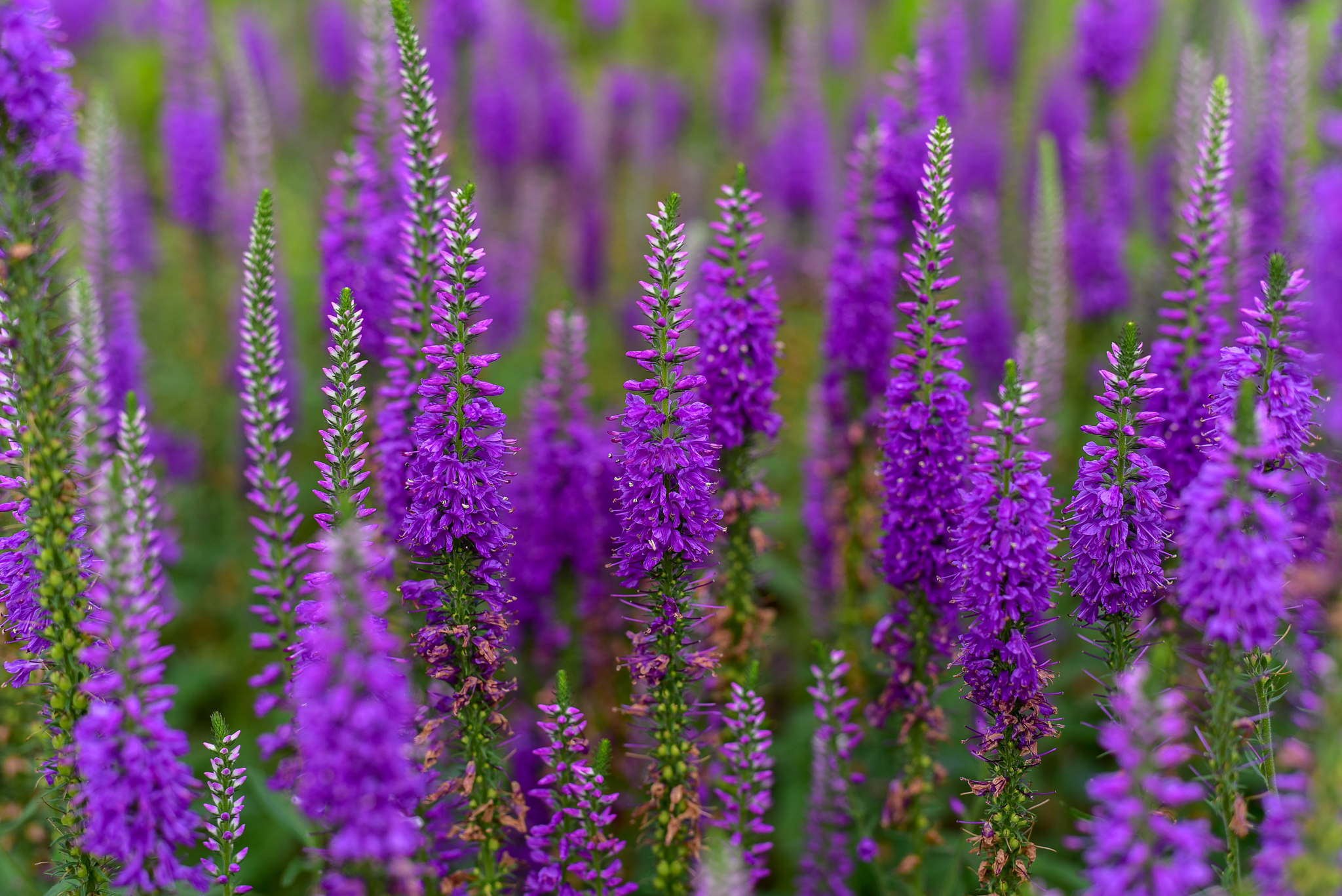 D750으로촬영한꽃사진2
