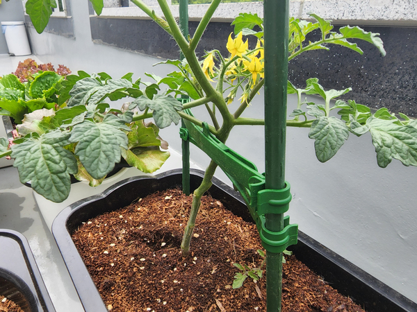 테라스 텃밭 집에서 방울토마토를 기르다 25