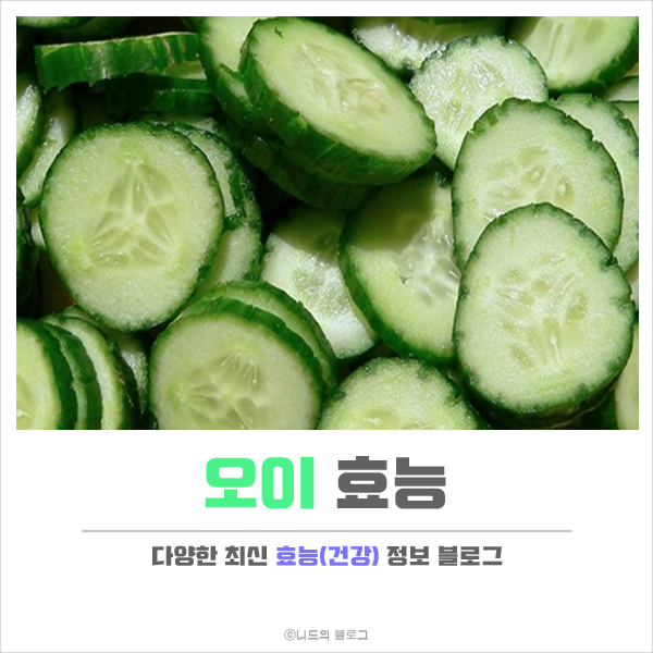  오이 효능 정리