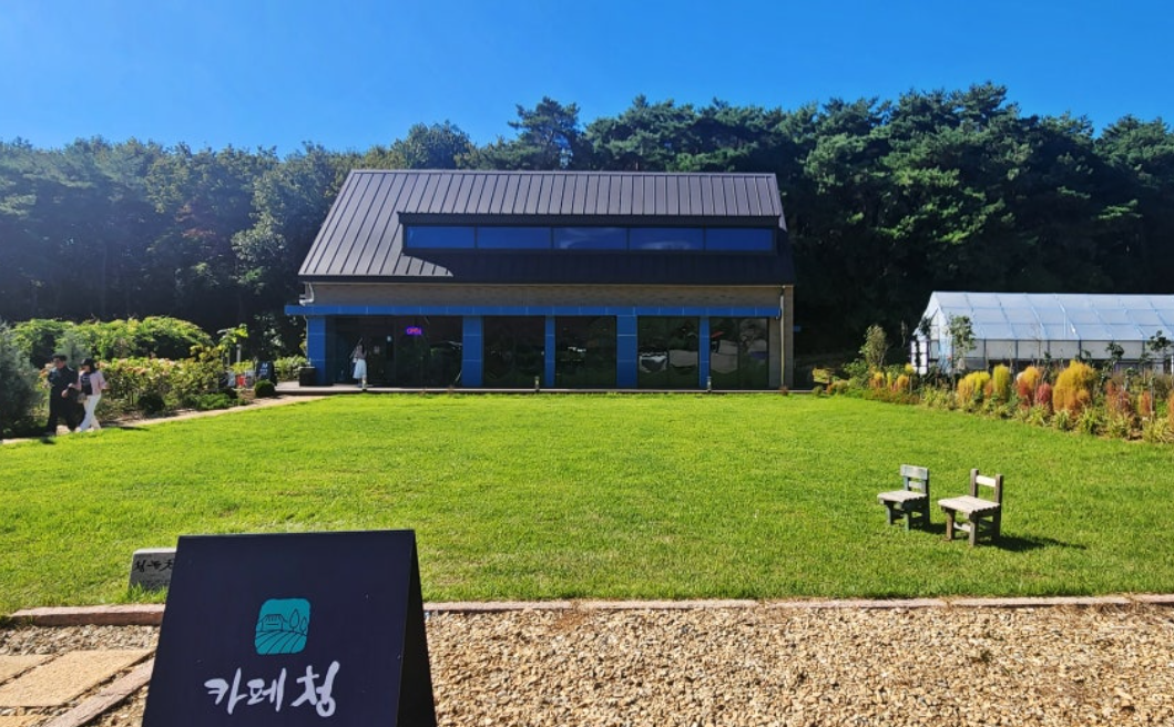 고창 핑크뮬리 축제 완전 정복 (개화시기, 입장료, 포토존 총정리). 고창 핑크뮬리 축제 100% 즐기는 꿀팁 5 청농원 카페청