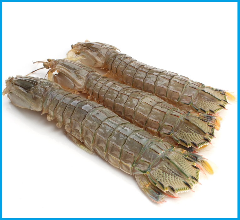 갯가재