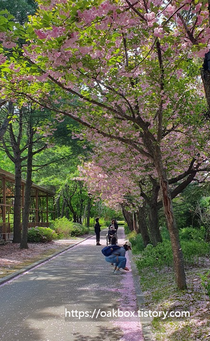 춘천도립화목원 겹벚꽃