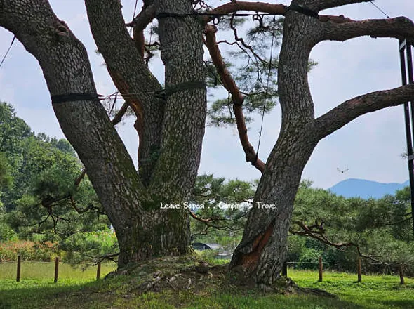 상주상현리반송