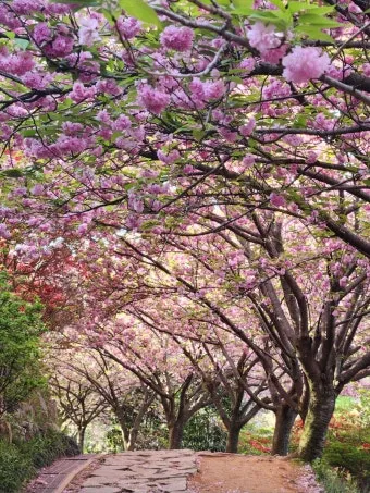 전주 완산칠봉 꽃동산 등산로 벙커 코스_5