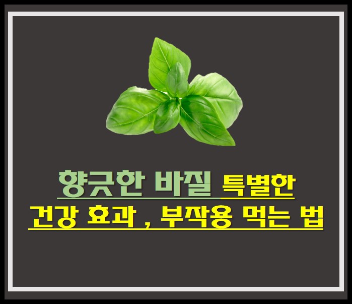  향긋한 바질의 특별한 건강 효과 , 부작용 먹는 법