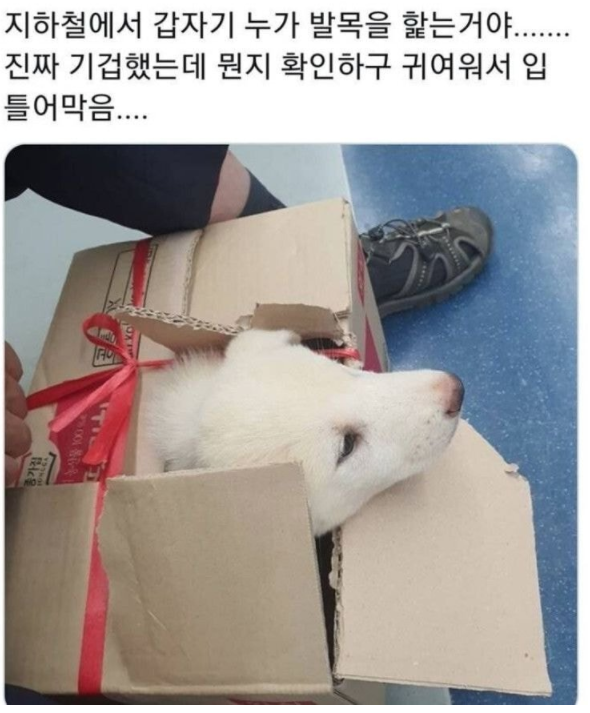  지하철에서 갑자기 내 발목을 핥더라...?