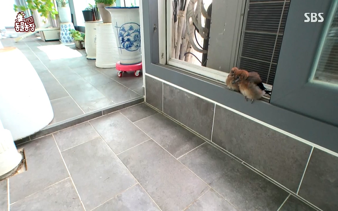 TV 동물농장.E1075.220627p-NEXT.mp4_20220626_175603.417.jpg
