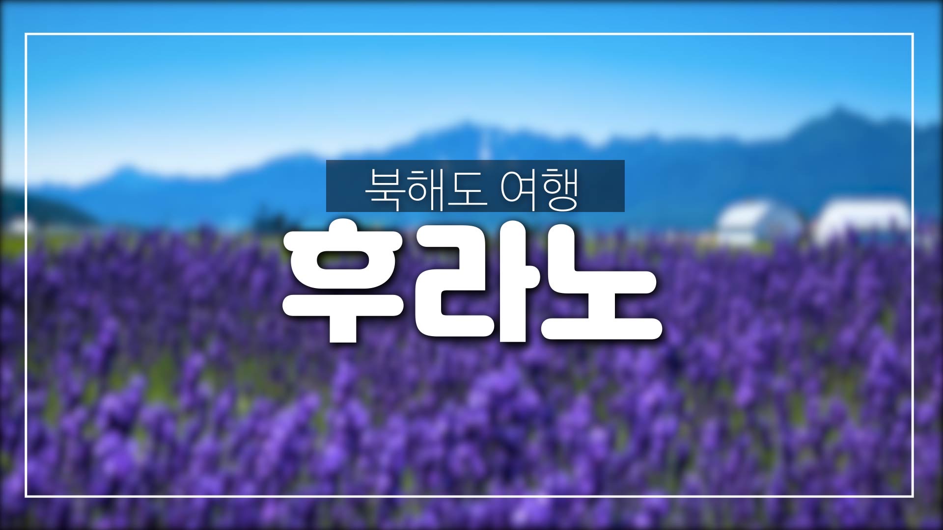  일본 최북단 섬 북해도(홋카이도)라벤더 꽃 여행-후라노,팜도미타,시키사이노오카(사계채의언덕)