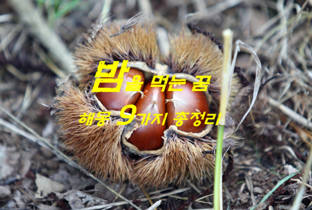  밤꿈 해몽 9가지 총정리