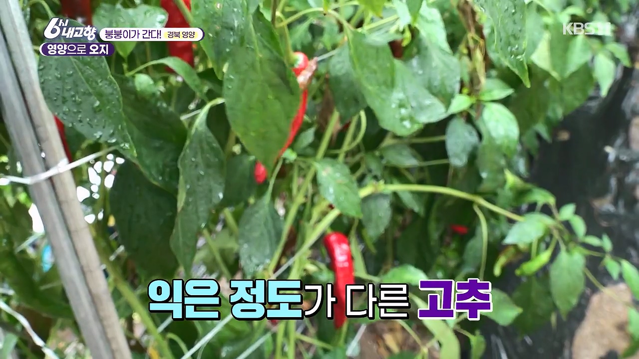 6시 내고향.E7878.230912p-NEXT.mp4_20230918_203940.638.jpg