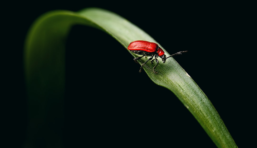 Firefly