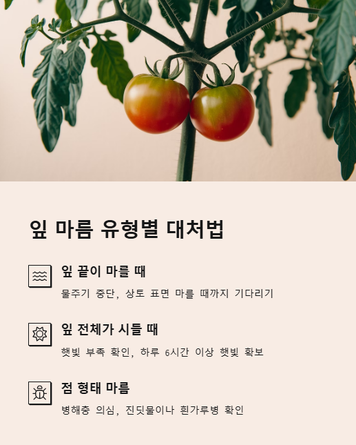 잎 마름 유형별 대처법