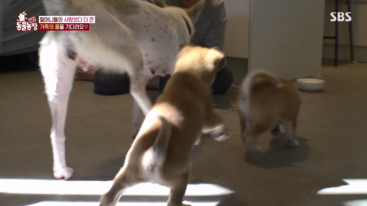 TV 동물농장.E1143.231030p-NEXT.mp4_20231029_164107.477.jpg