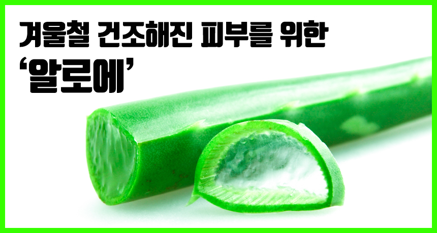  다가온 겨울철 건조한 피부를 위한 알로에