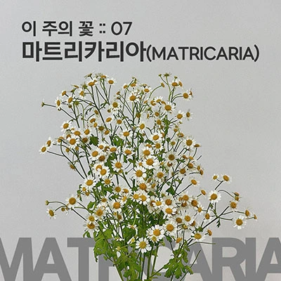 마트리카리아 이미지