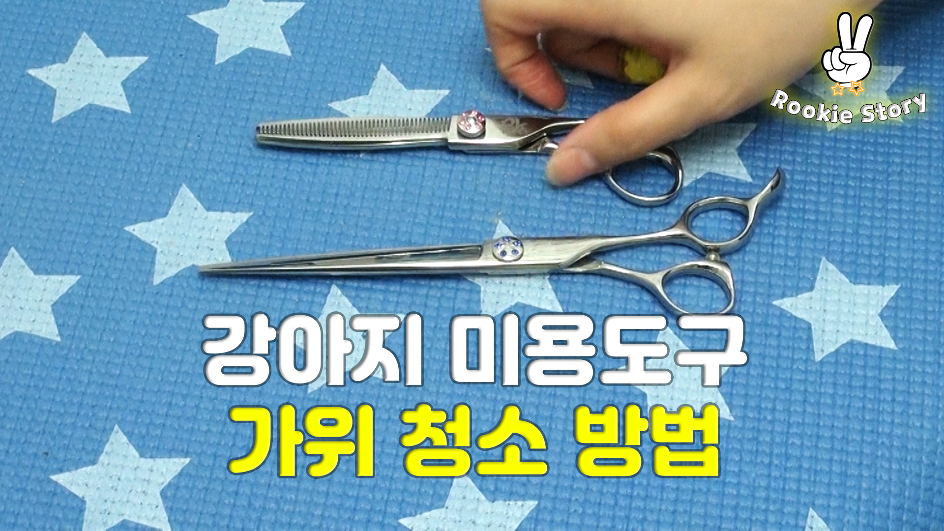  애견 셀프 미용 도구 강아지 가위 청소 관리 방법