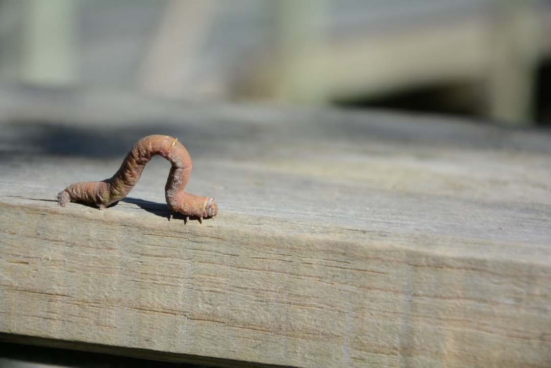 Silkworm.