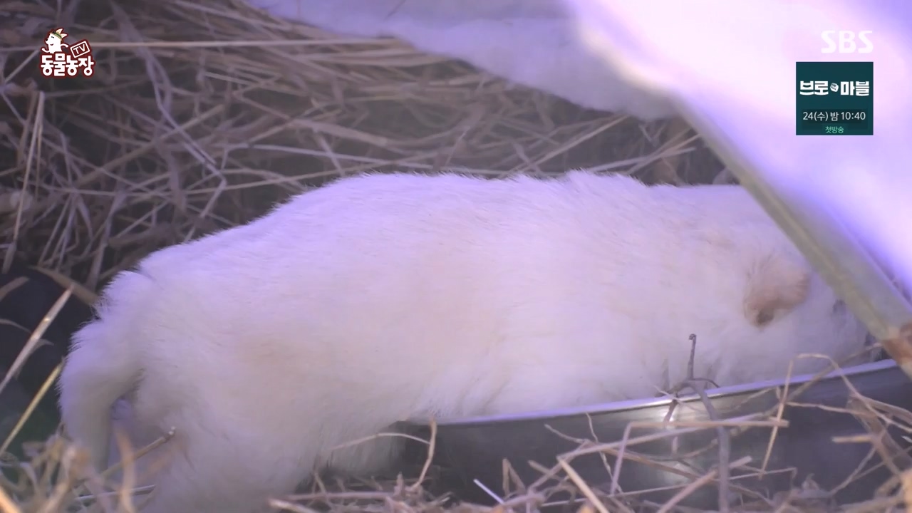 TV 동물농장.E1155.240122p-NEXT.mp4_20240121_145928.270.jpg