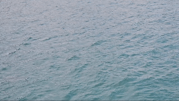 호주 시드니 사막 포트스테판 투어 솔직후기 가격 코스 야생 돌고래 크루즈