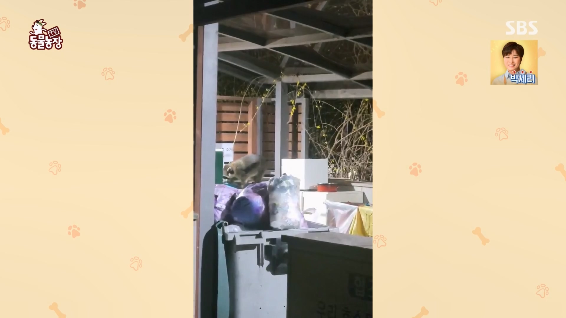 TV 동물농장.E1170.240505p.H264-F1RST.mp4_20240505_153755.649.jpg