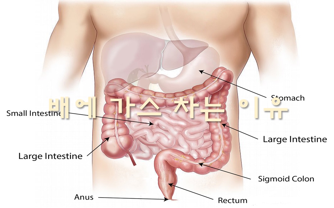  배에 가스 차는 이유와 배에 가스가 차서 방귀를 자주 뀜