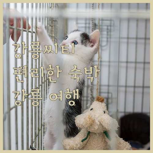 강릉씨티호텔 숙박 경험 강릉 여행의 