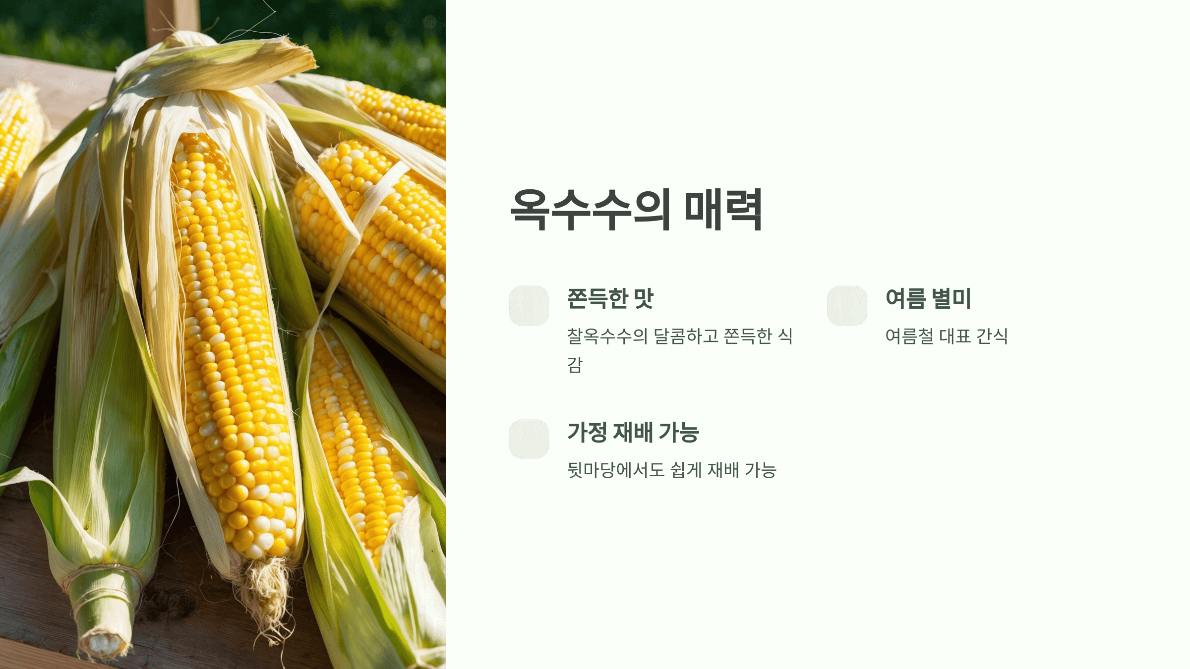 옥수수 파종시기와 재배방법