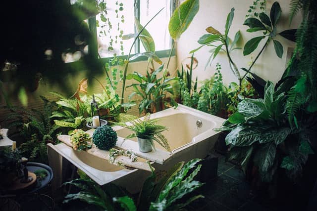 실내 식물 배치 아이디어 – 공간별 효율적인 배치 전략 - Indoor Plant Selection Tips for Beginners