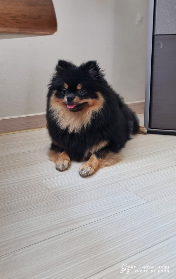 애견 미용가위 애견미용가위 :: 25