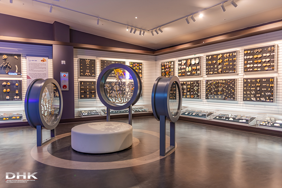 국내 1박2일 여름 여행 추천1박2일 서해 섬여행 신안 가볼만한곳 자은도 1004뮤지엄파크 세계조개박물관, 해바라기 20