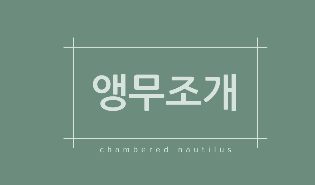 앵무조개(chambered nautilus)