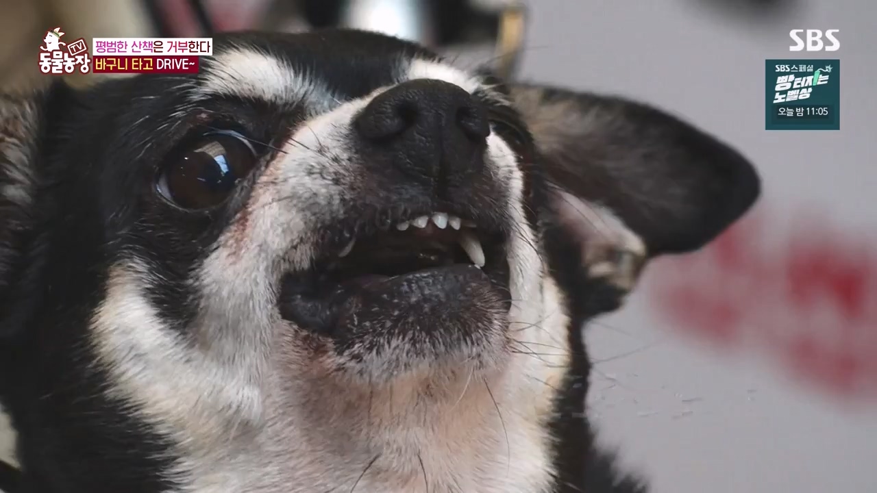 TV 동물농장.E1144.231106p-NEXT.mp4_20231105_175938.536.jpg